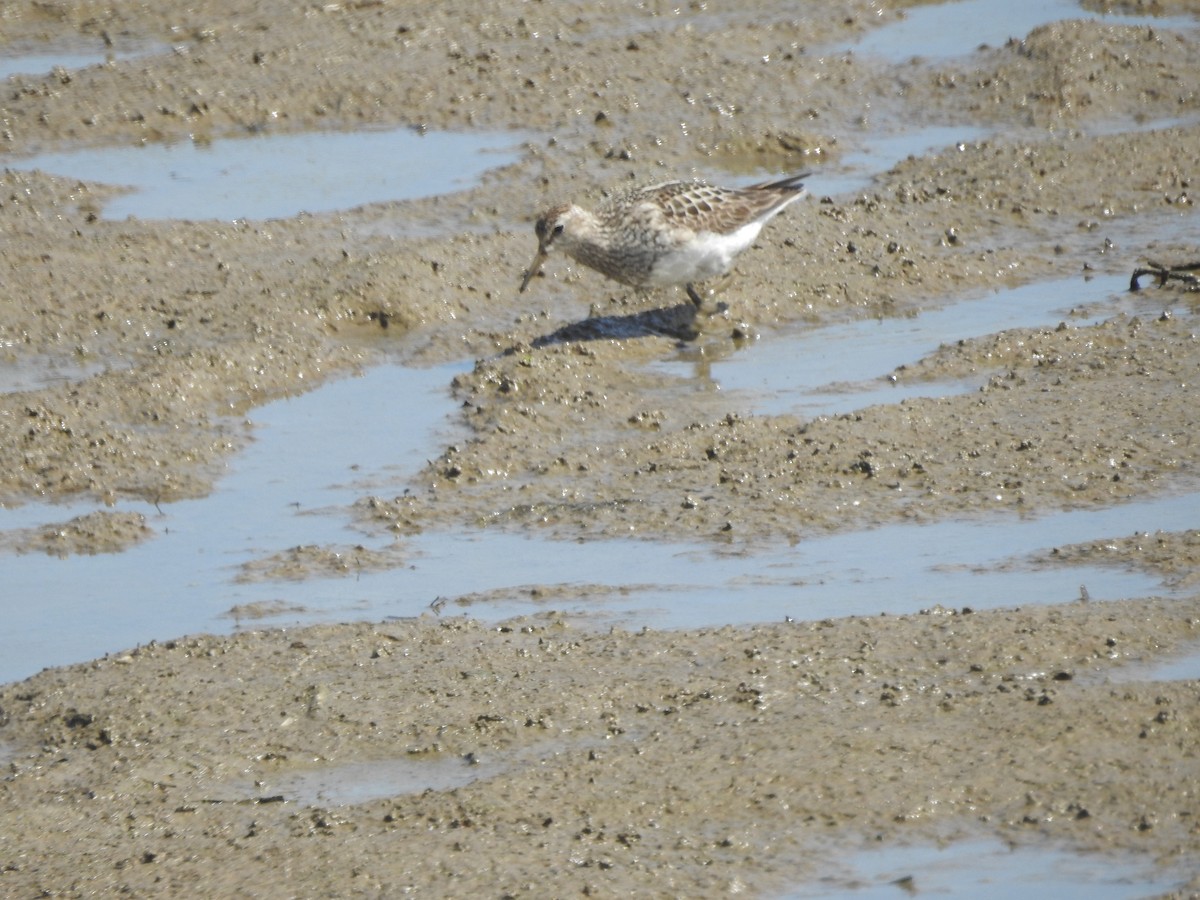 Pectoral Sandpiper - ML598929771