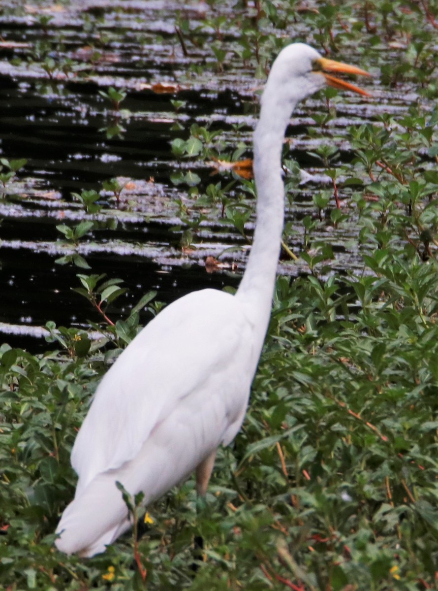 Great Egret - ML598929891