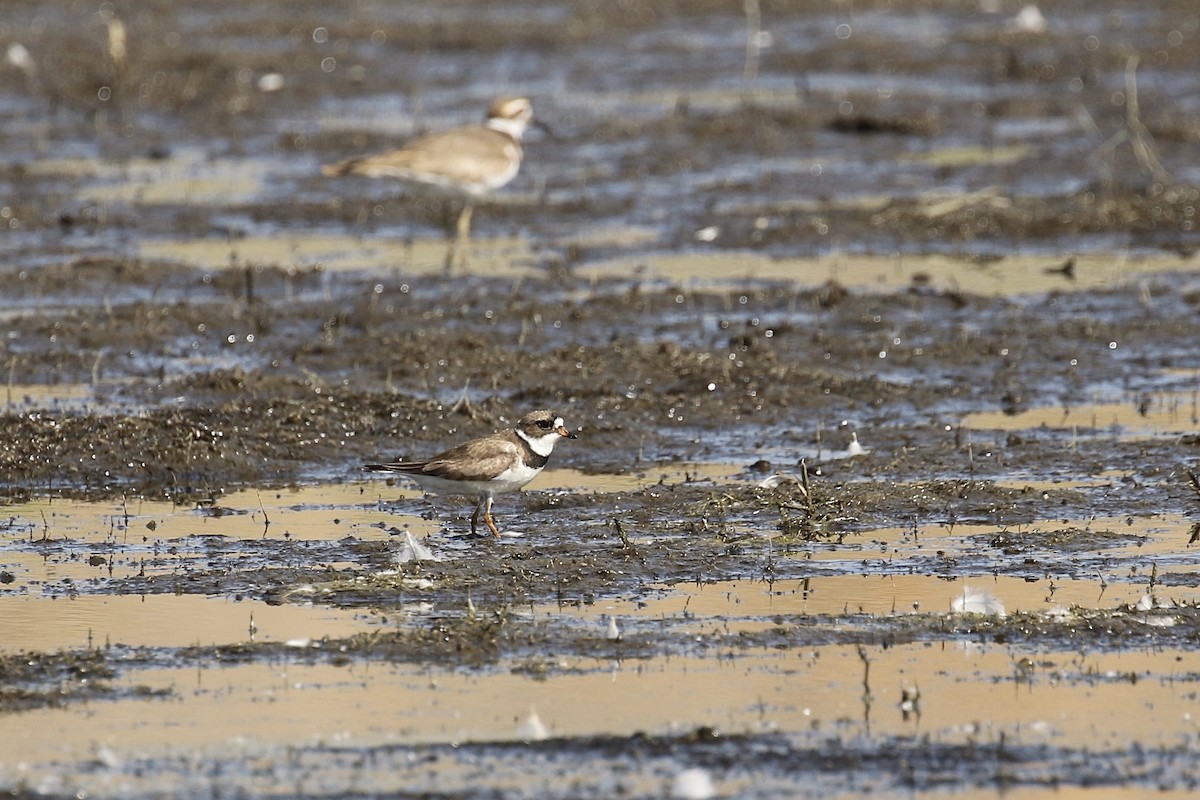 Semipalmated Plover - ML598929901