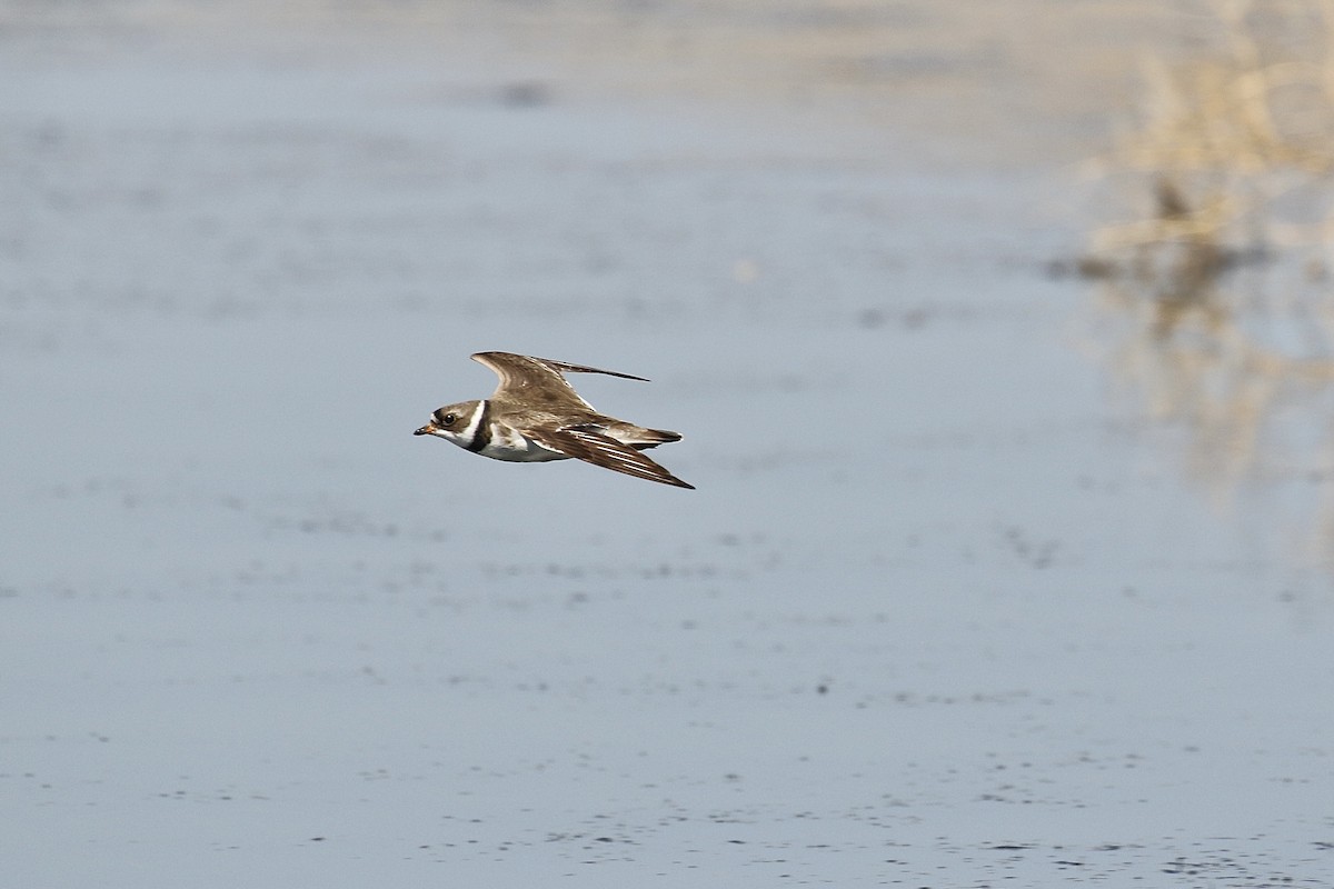 Semipalmated Plover - ML598929921