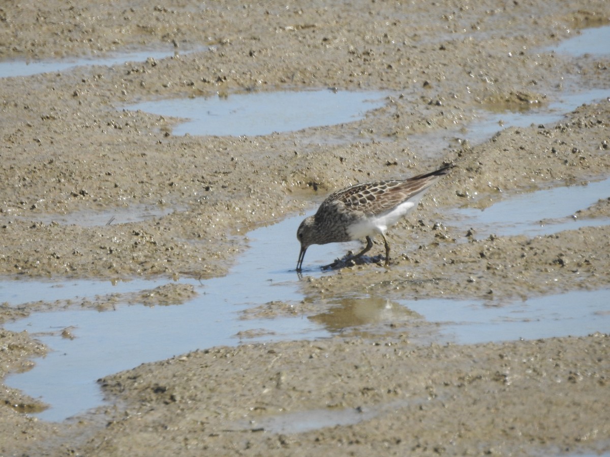 Pectoral Sandpiper - ML598930251