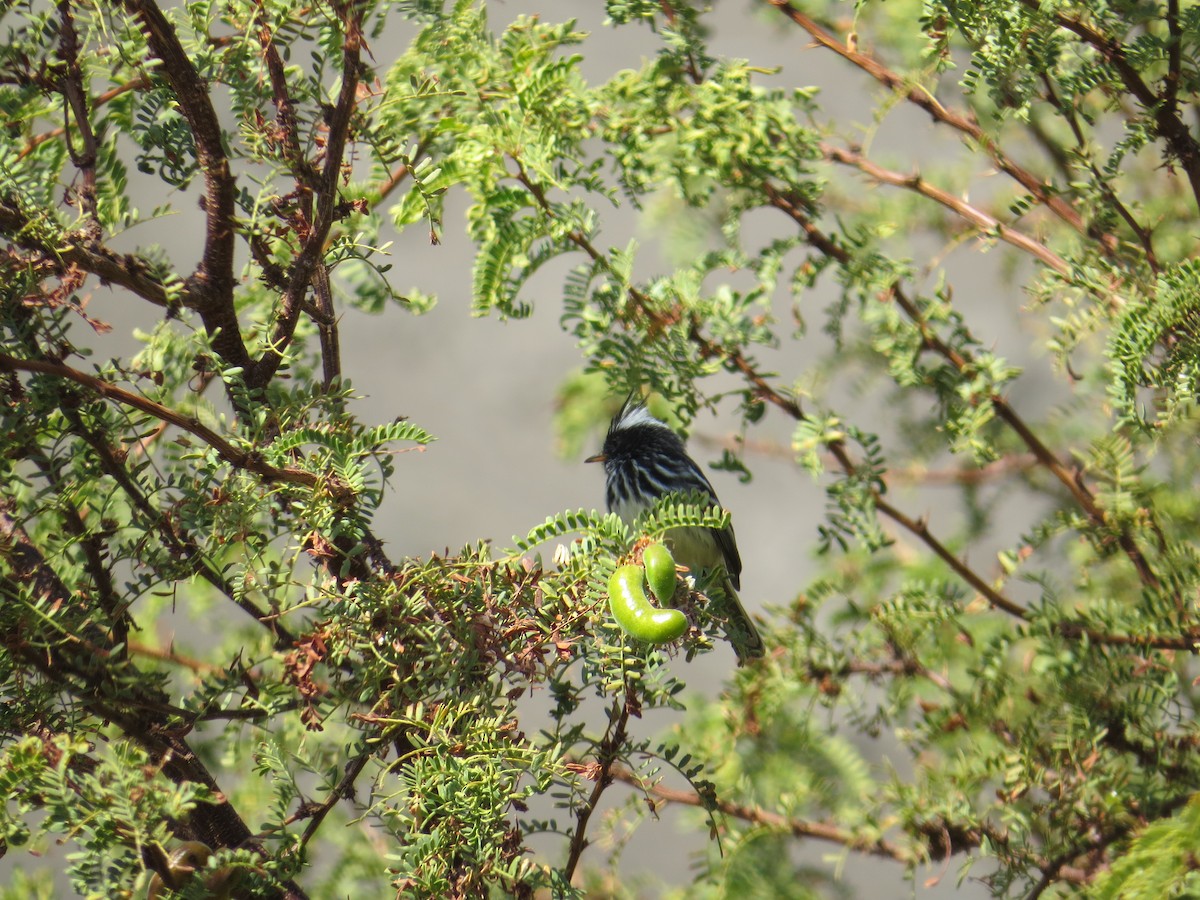 Pied-crested Tit-Tyrant - ML598931511