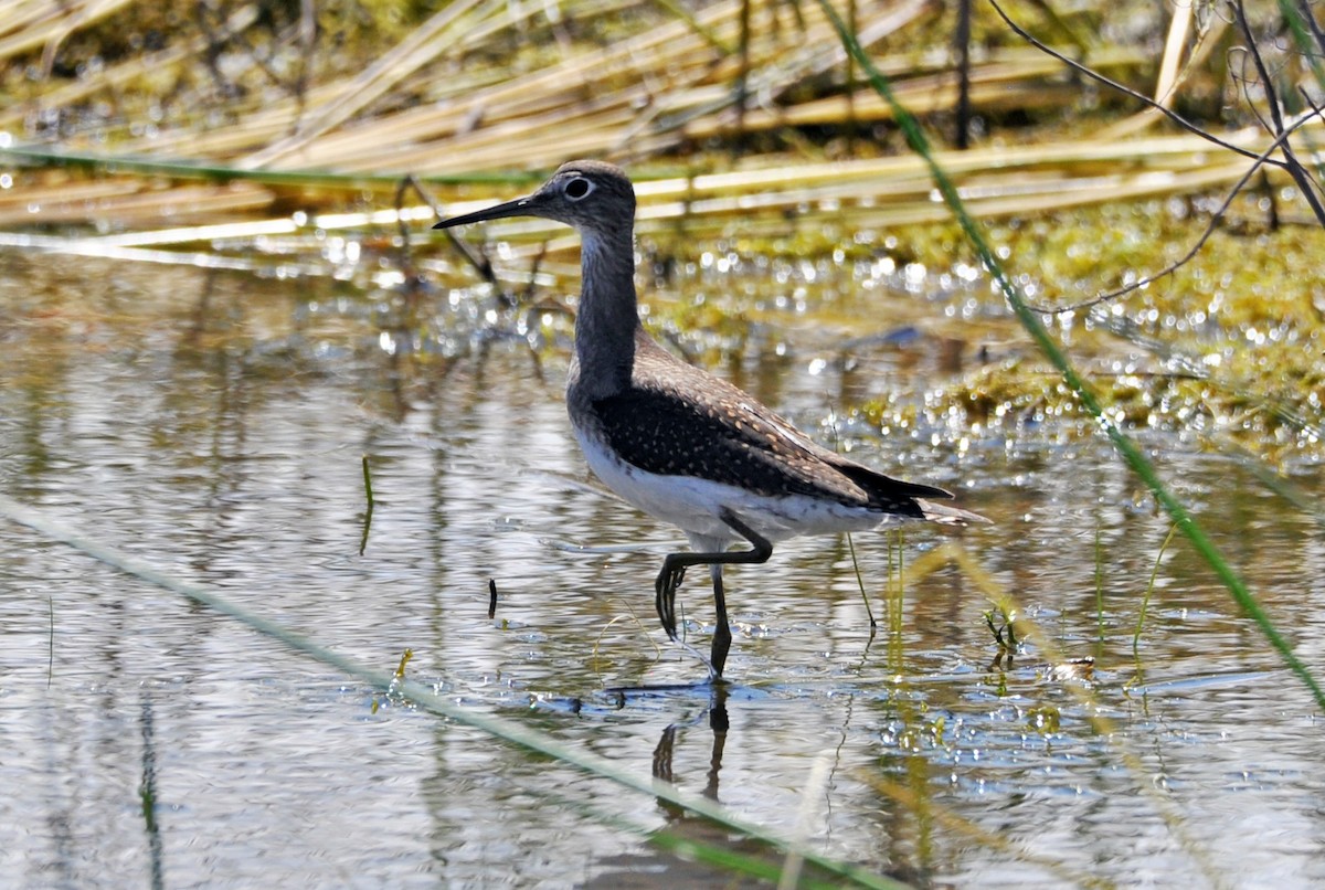 Solitary Sandpiper - ML598931981