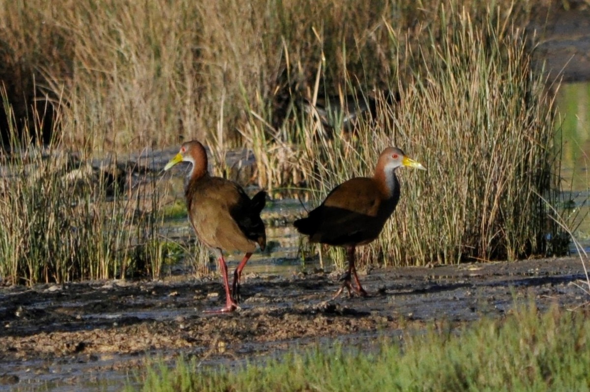 Giant Wood-Rail - ML598932391