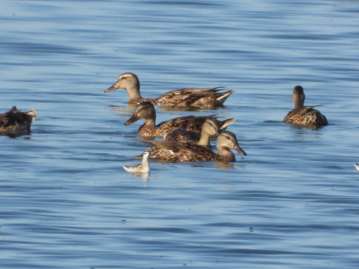 Red-necked Phalarope - ML598932691