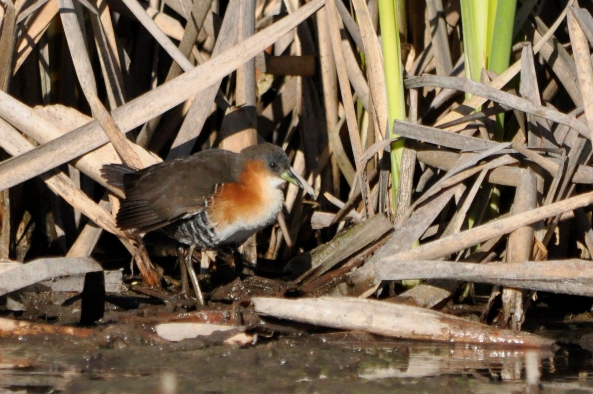 Rufous-sided Crake - ML598932721