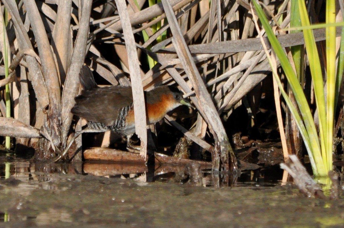 Rufous-sided Crake - ML598932991