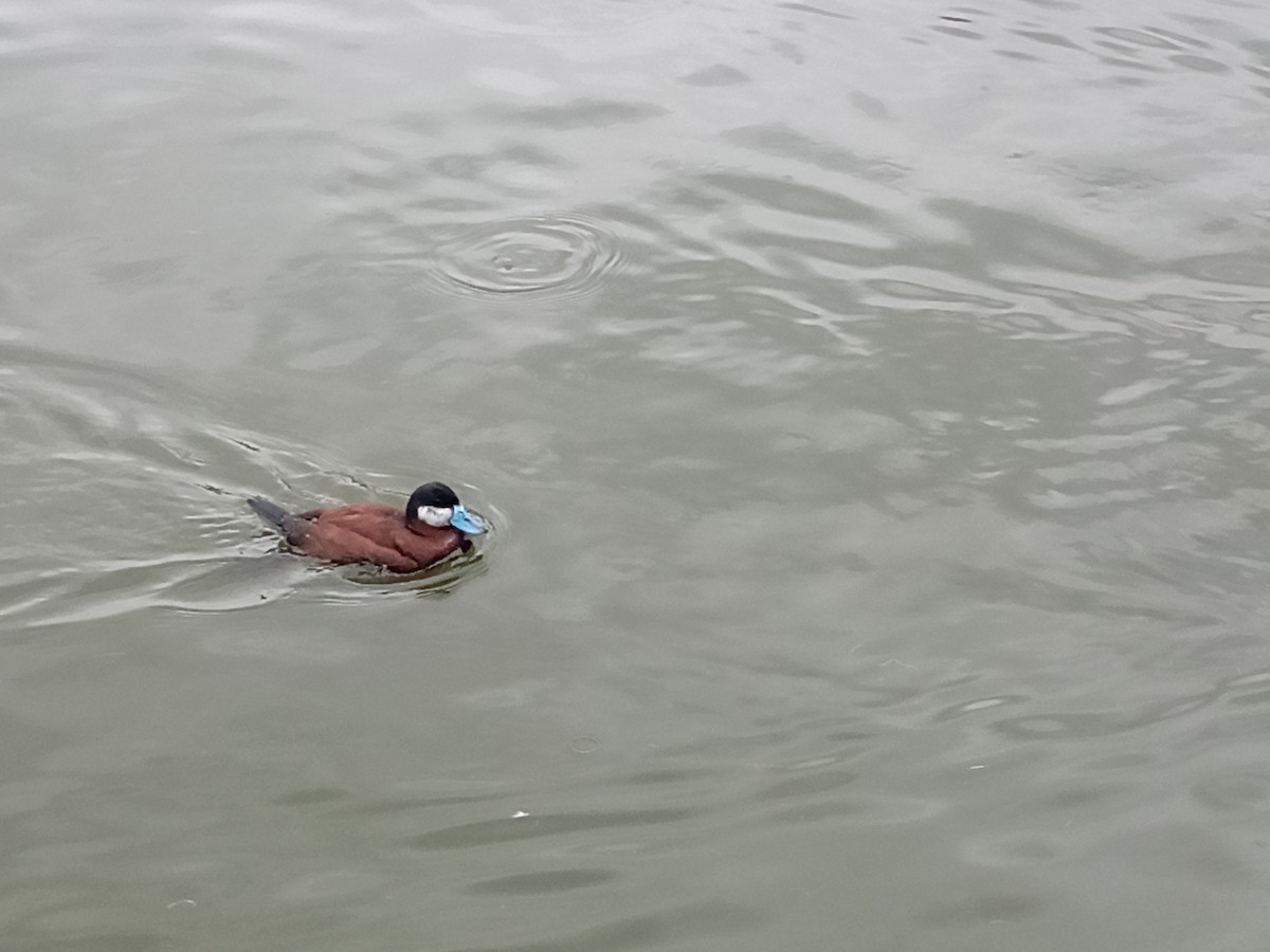 Ruddy Duck - ML598935281