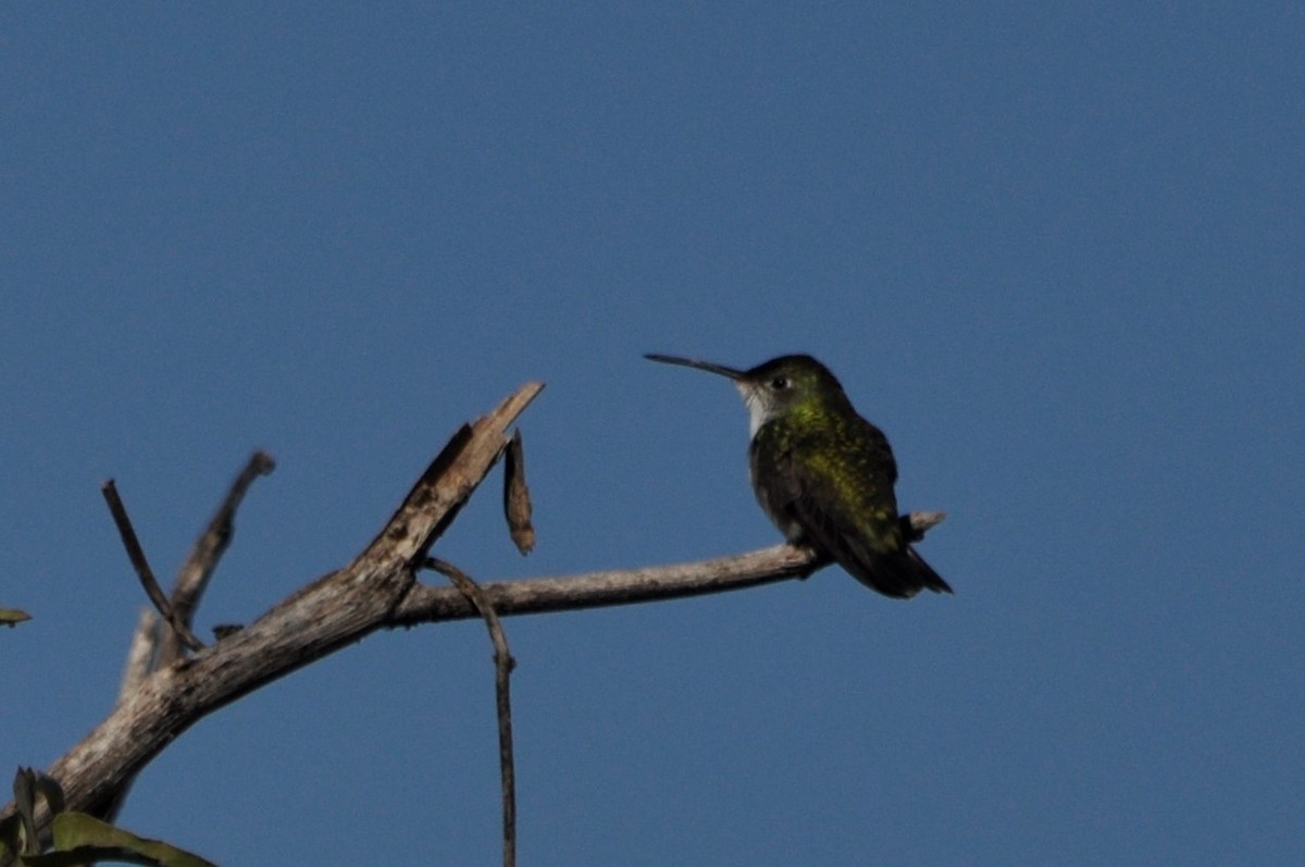kolibřík bělobřichý - ML598935711