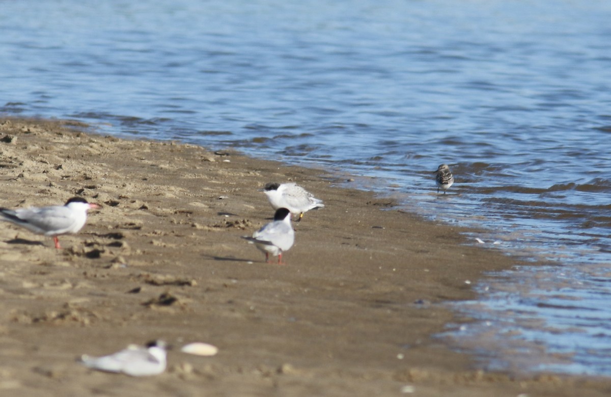 Roseate Tern - ML598937691