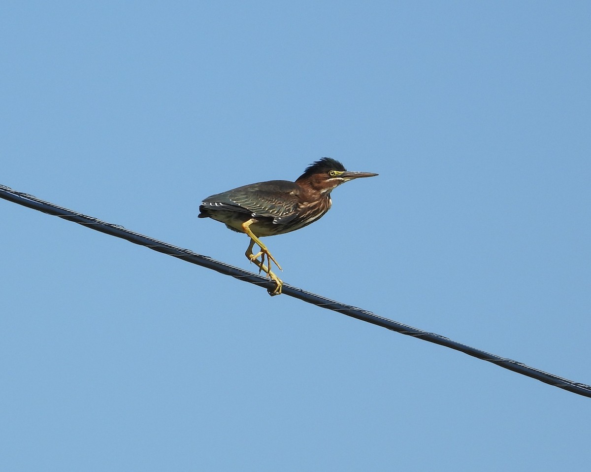 Green Heron - ML598938281