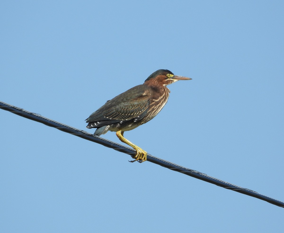 Green Heron - Amy Lyyski