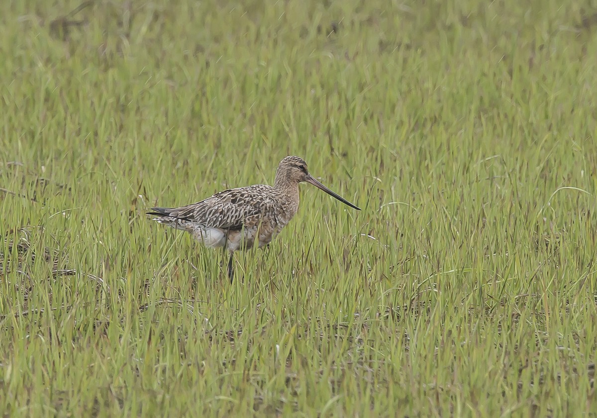 Bar-tailed Godwit - Ronnie d'Entremont