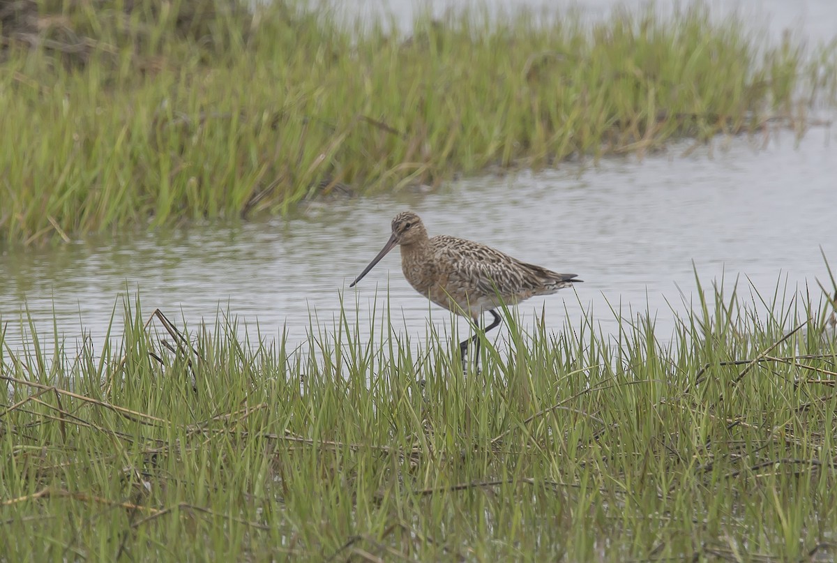 Bar-tailed Godwit - Ronnie d'Entremont