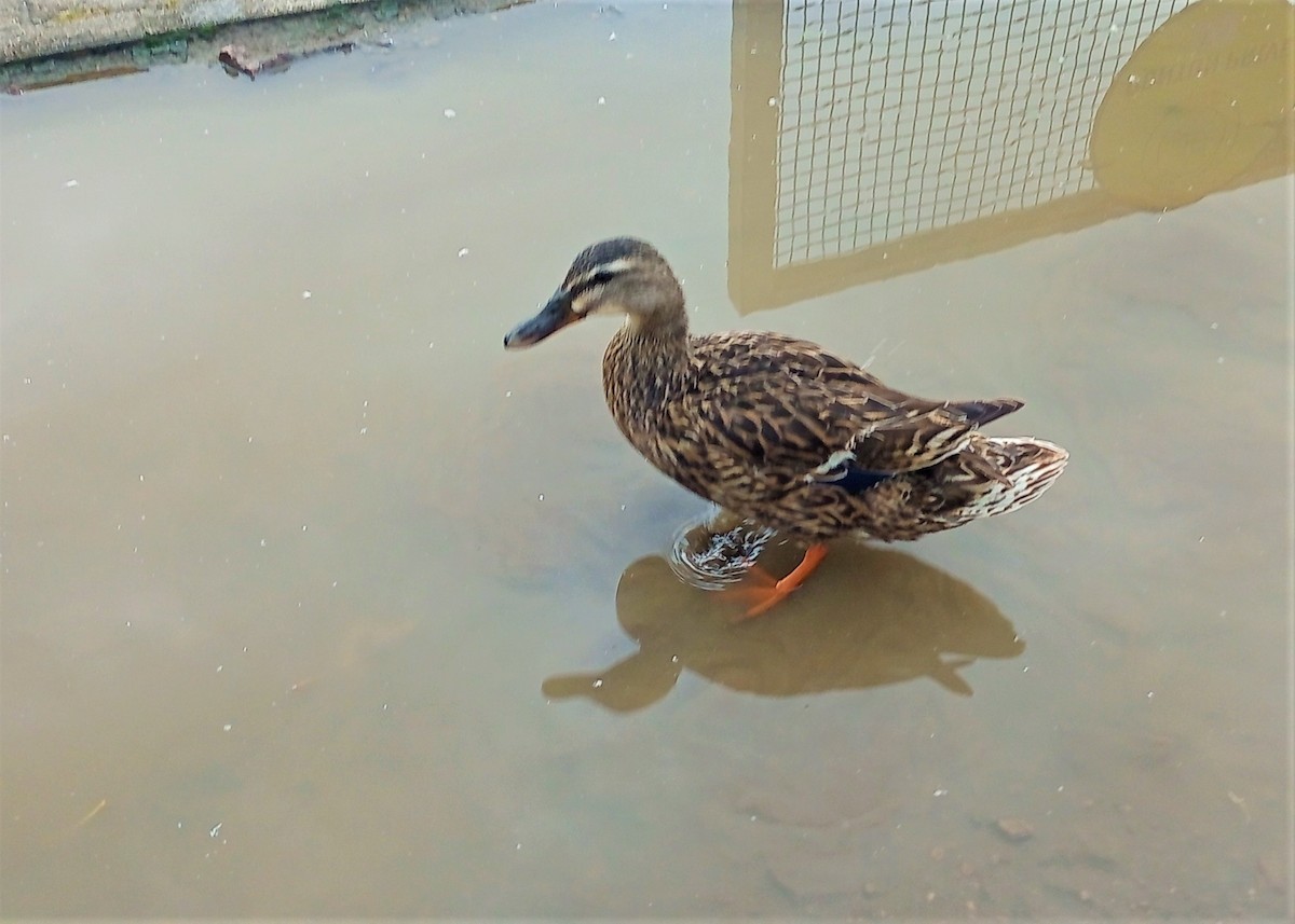 Stockente - ML598939831