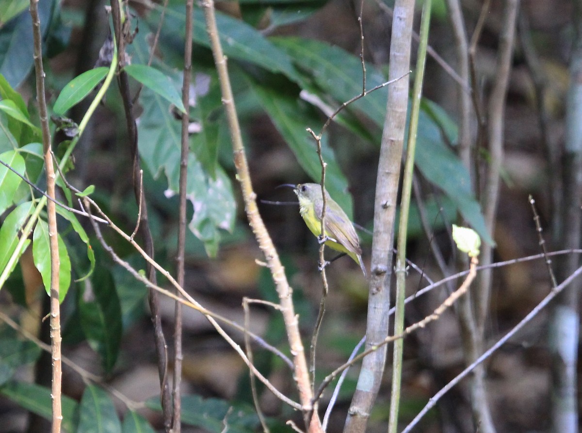 Apricot-breasted Sunbird - ML59894081