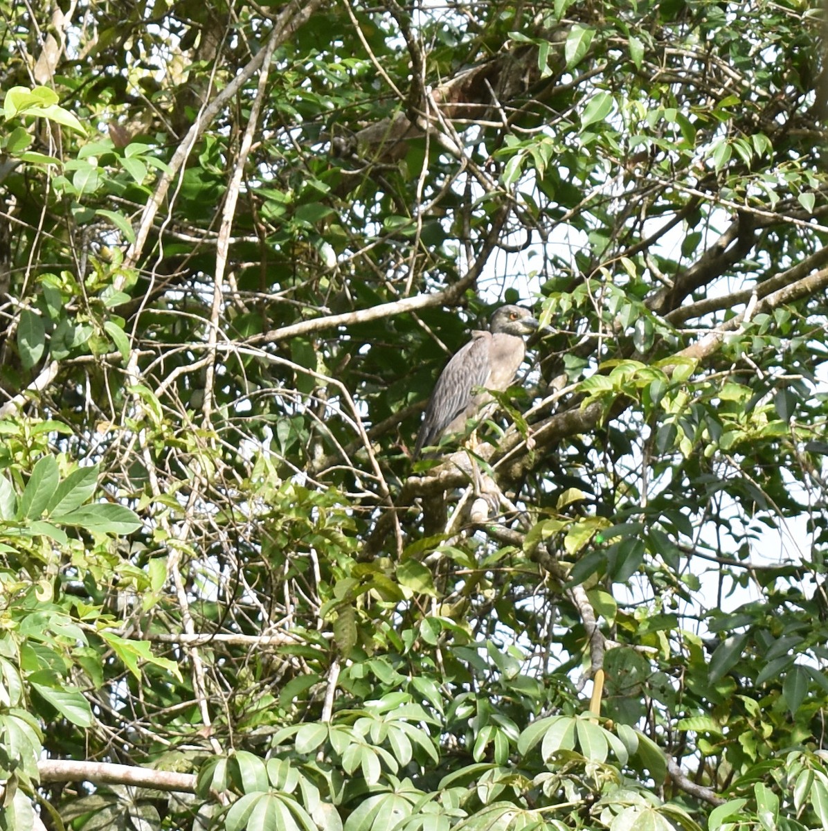 Yellow-crowned Night Heron - ML598940911