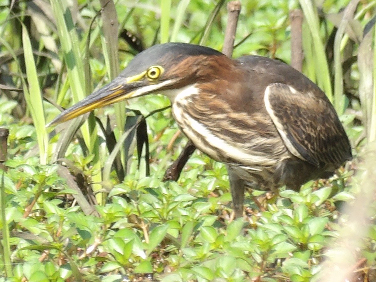 Green Heron - ML598941701