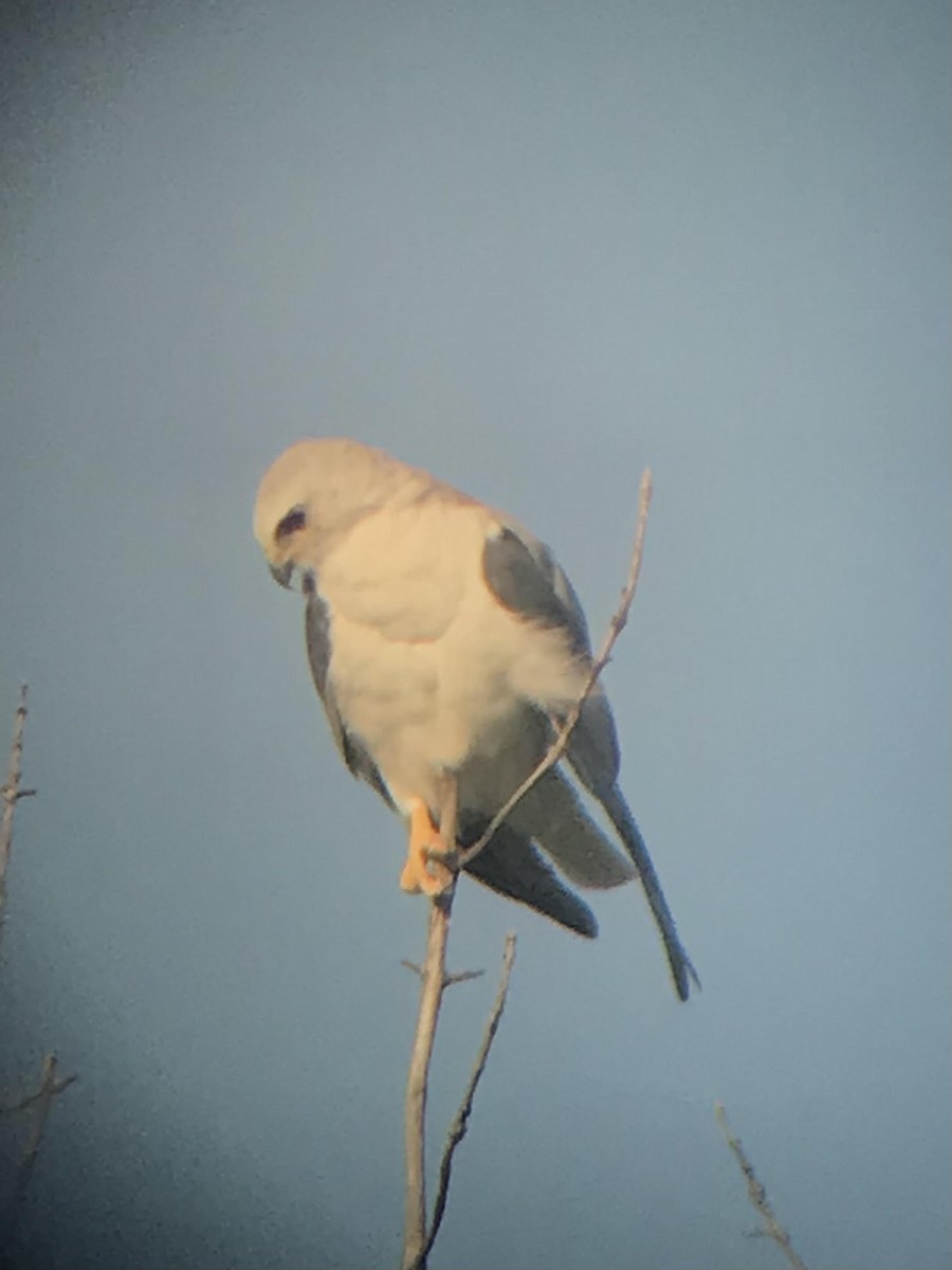 White-tailed Kite - ML598941931