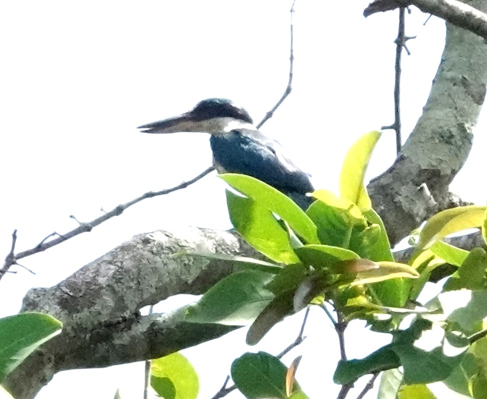 Collared Kingfisher (Collared) - ML598943681