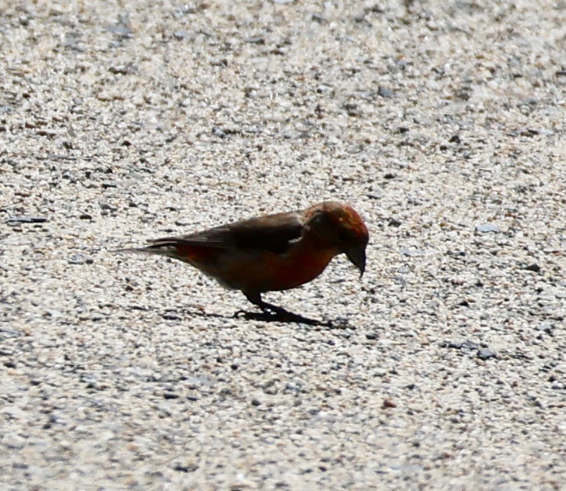 Red Crossbill (Northeastern or type 12) - ML598944401