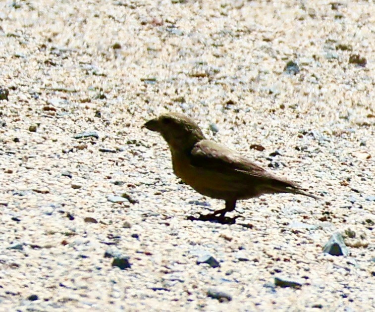 Red Crossbill (Northeastern or type 12) - ML598944451