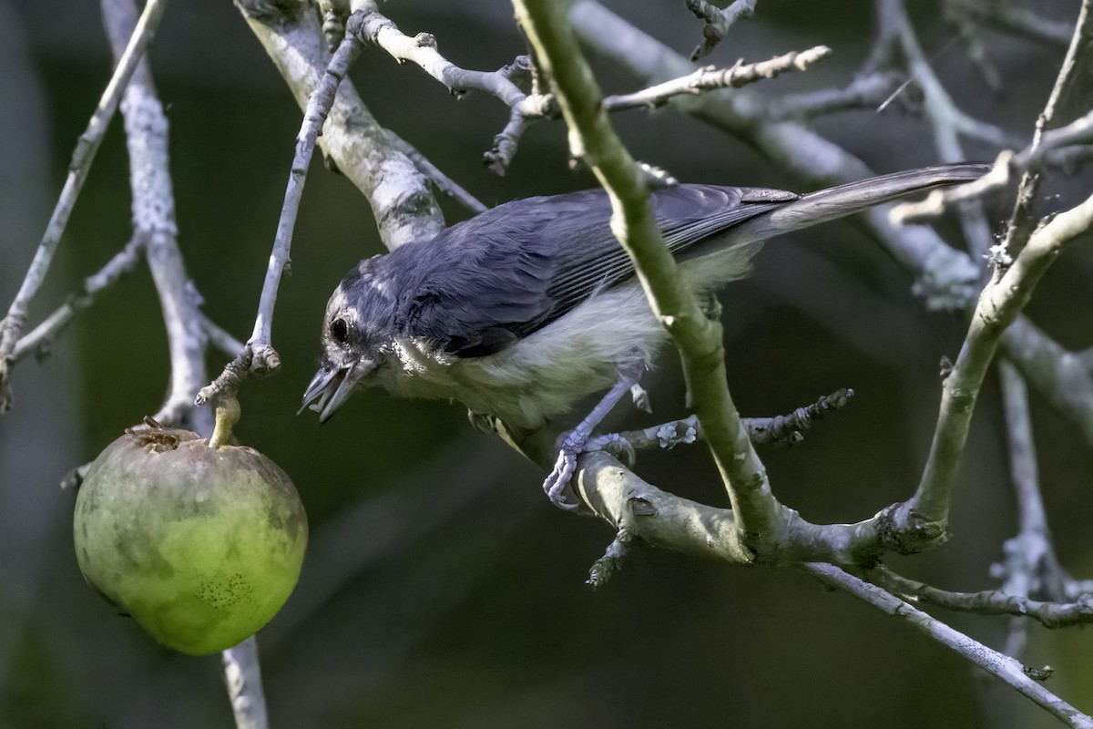 Tufted Titmouse - ML598944811
