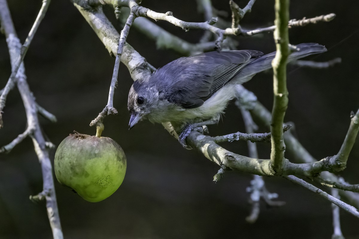 Tufted Titmouse - ML598944831