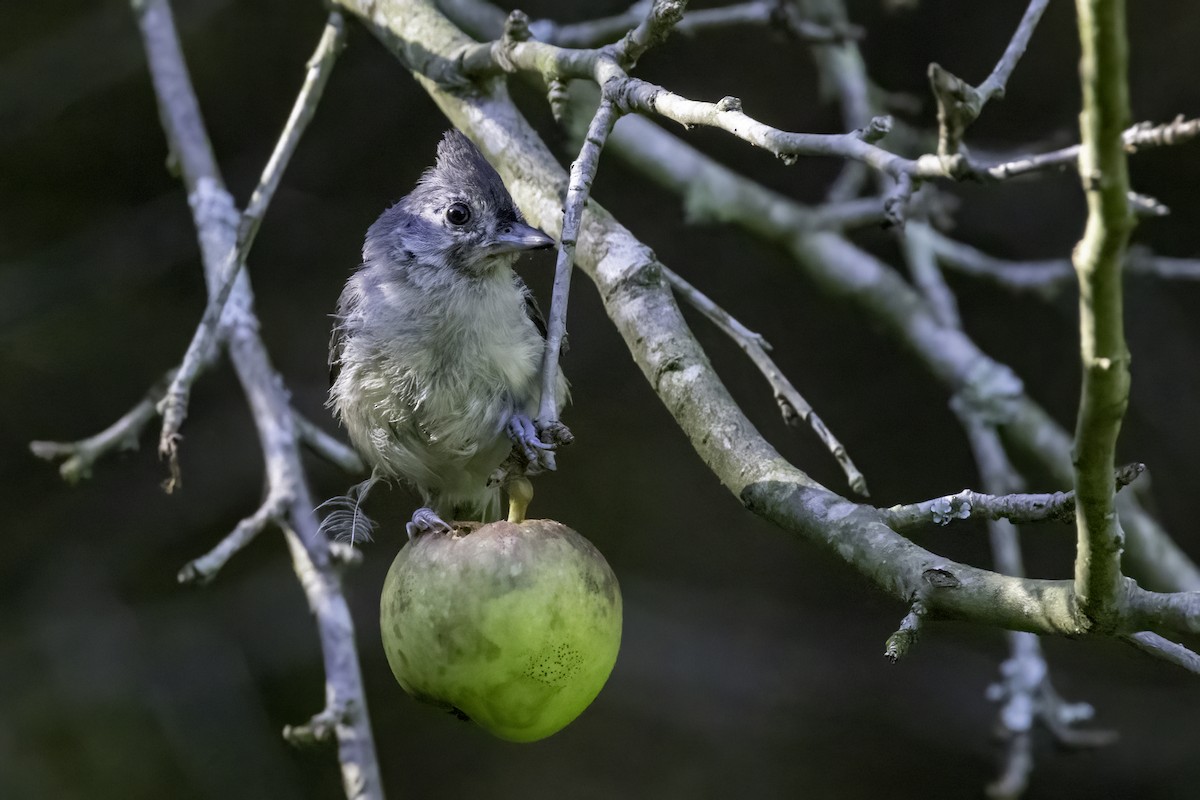 Tufted Titmouse - ML598944841