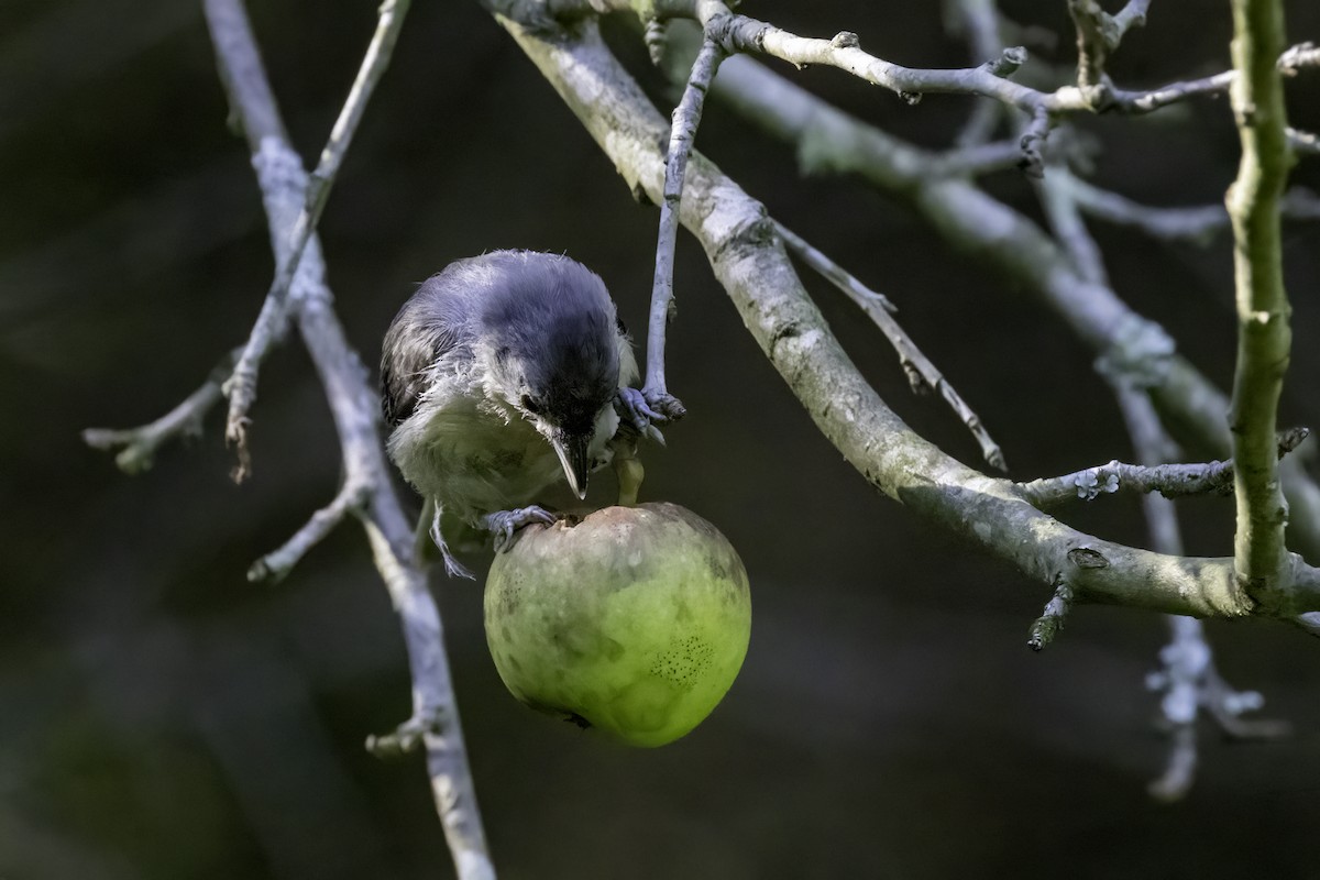 Tufted Titmouse - ML598944851