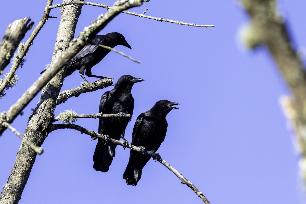 American Crow - ML598945091