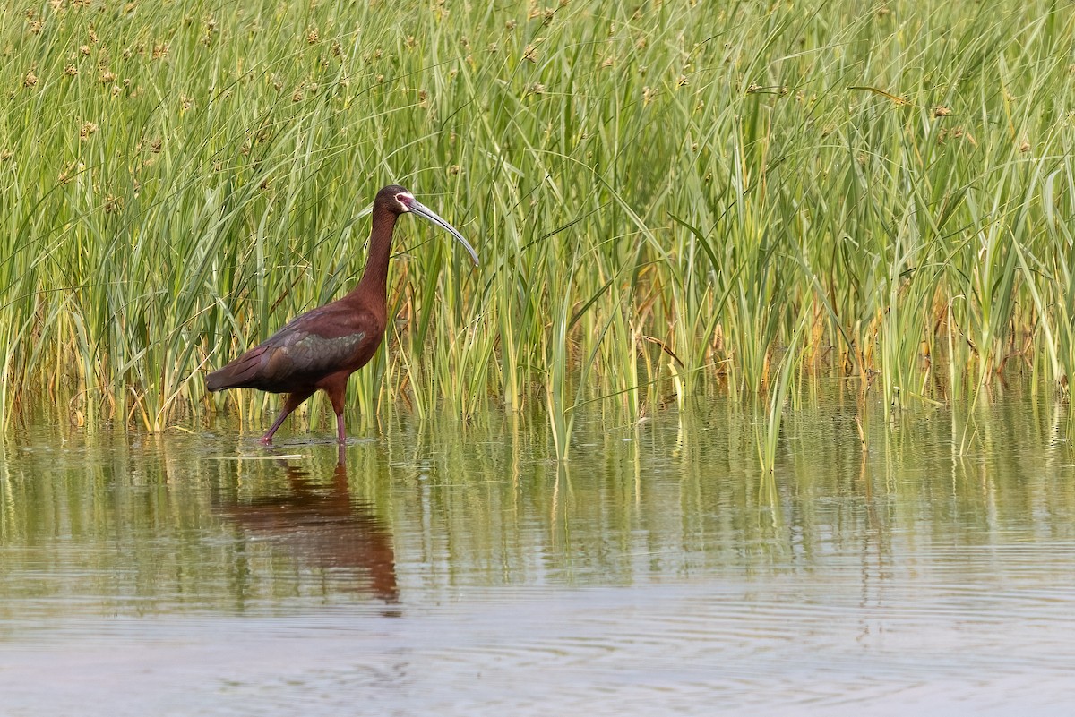 ibis americký - ML598946321