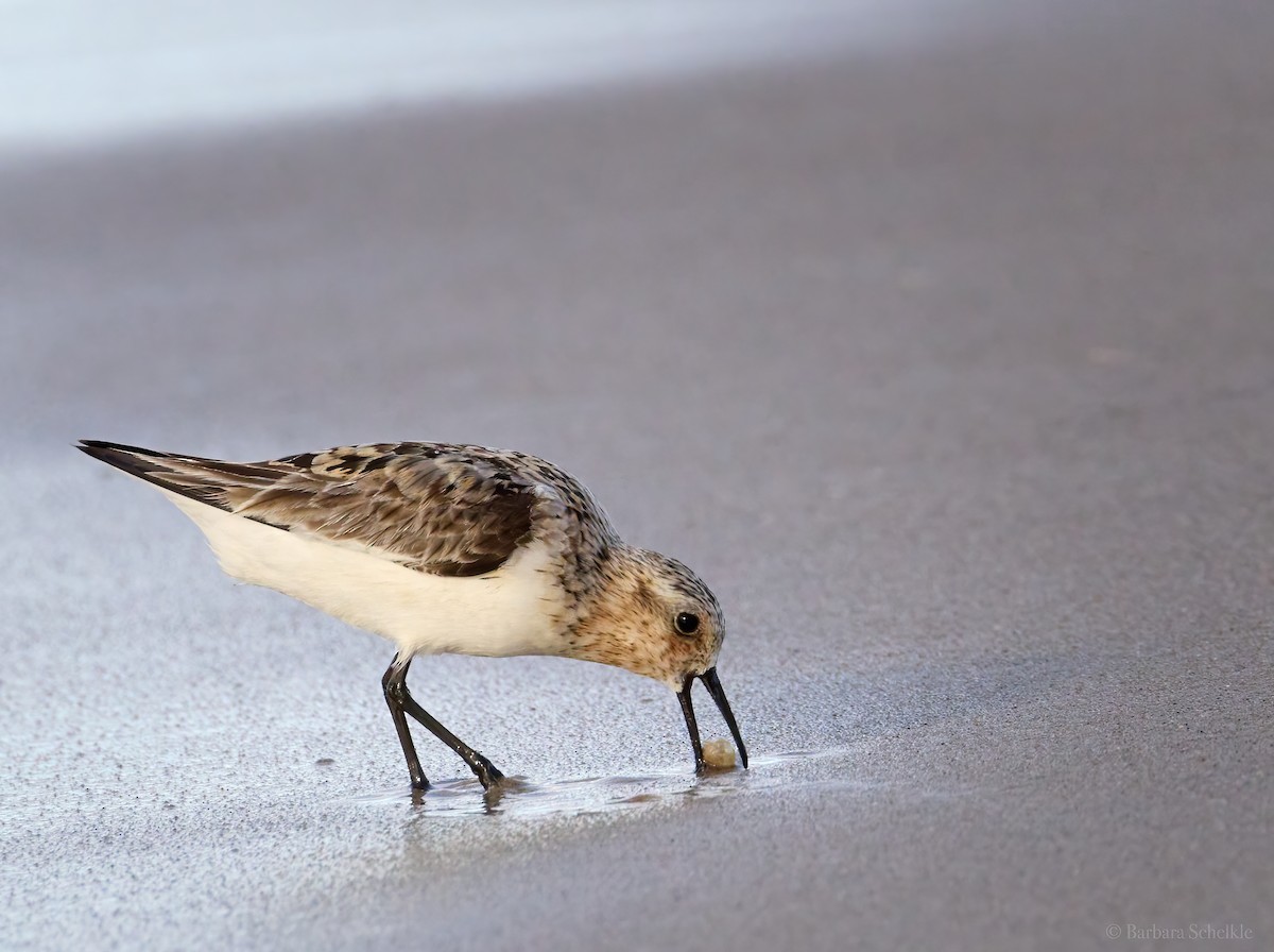 Bécasseau sanderling - ML598946641