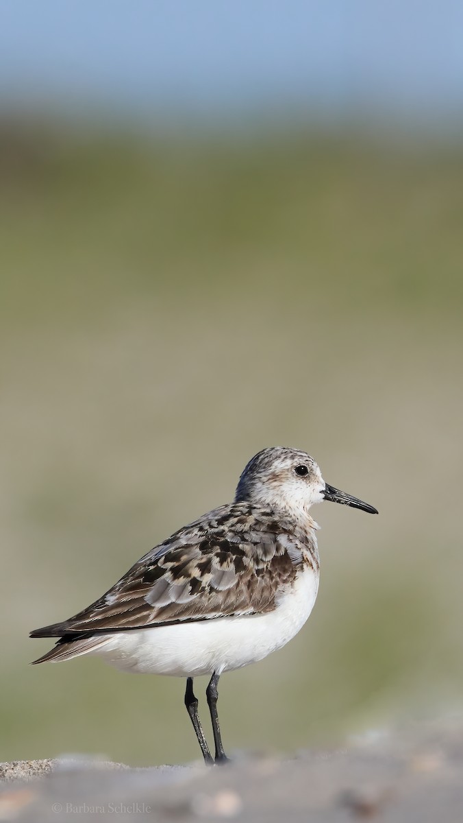 Sanderling - Barbara S