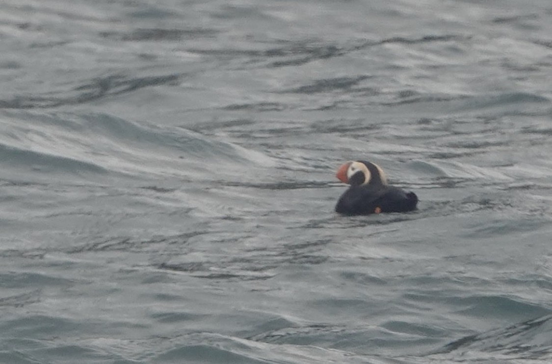 Tufted Puffin - ML598946811