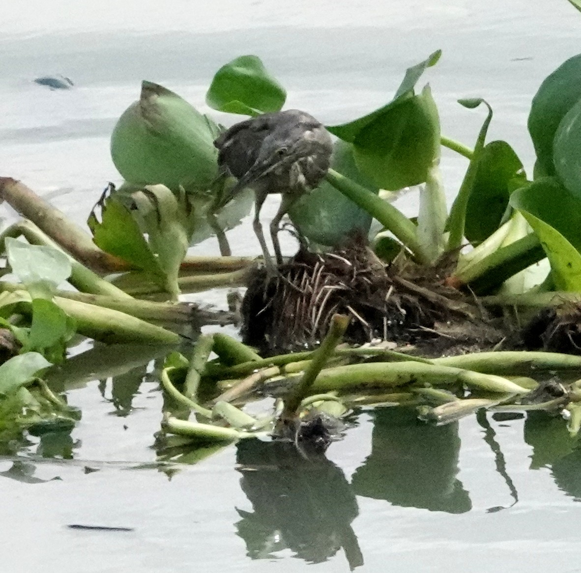 Striated Heron - ML598947361