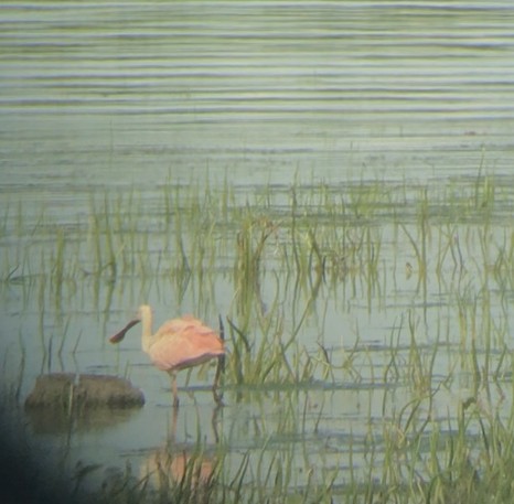 Roseate Spoonbill - ML598947881