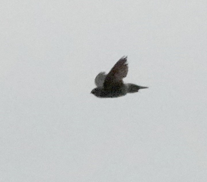 Gray-rumped Swiftlet - ML598948101