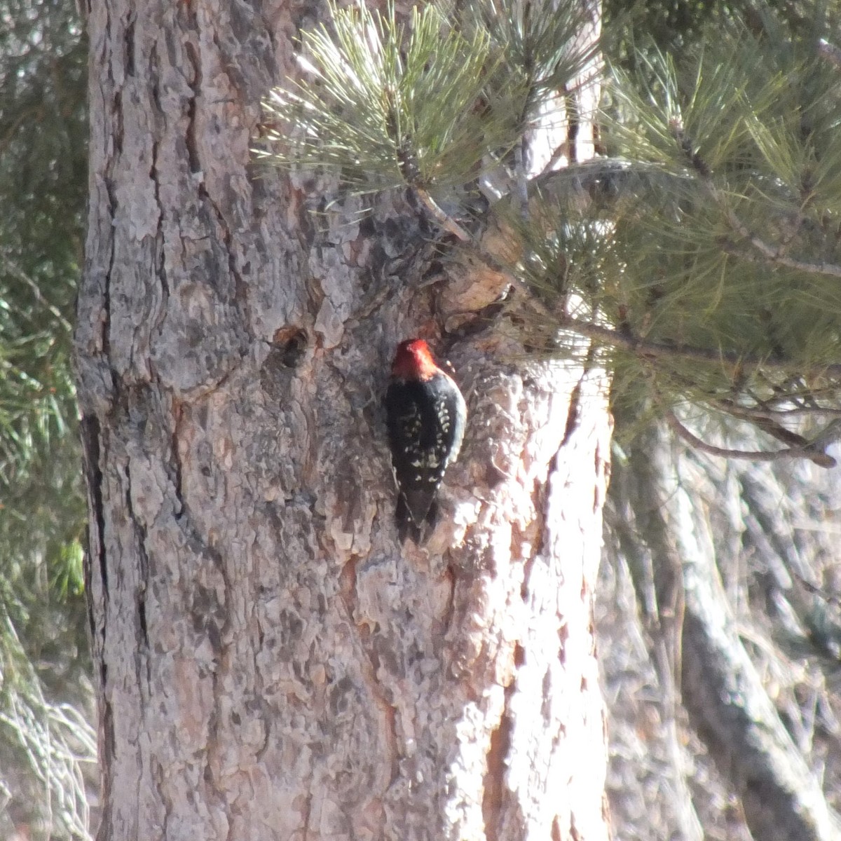 Red-breasted Sapsucker - Roger Massey