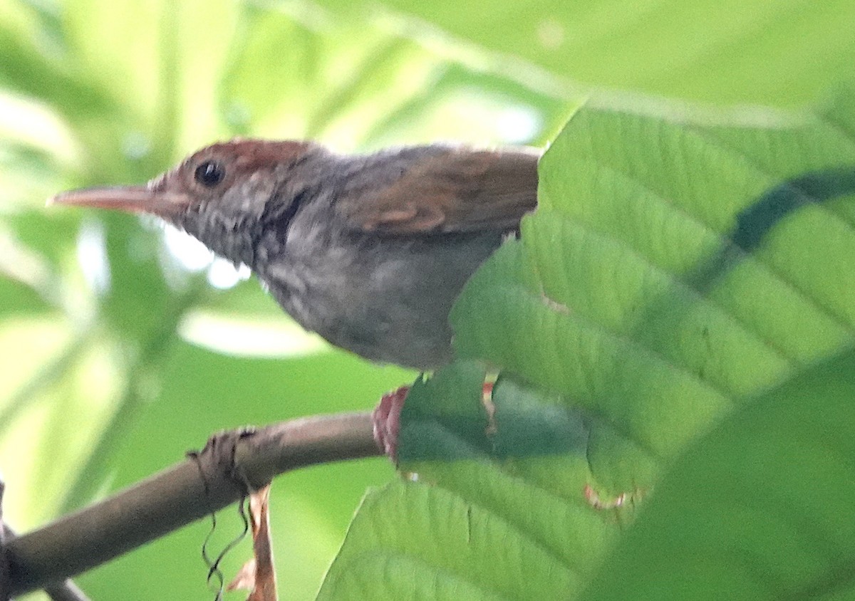 Gray-backed Tailorbird - ML598948811