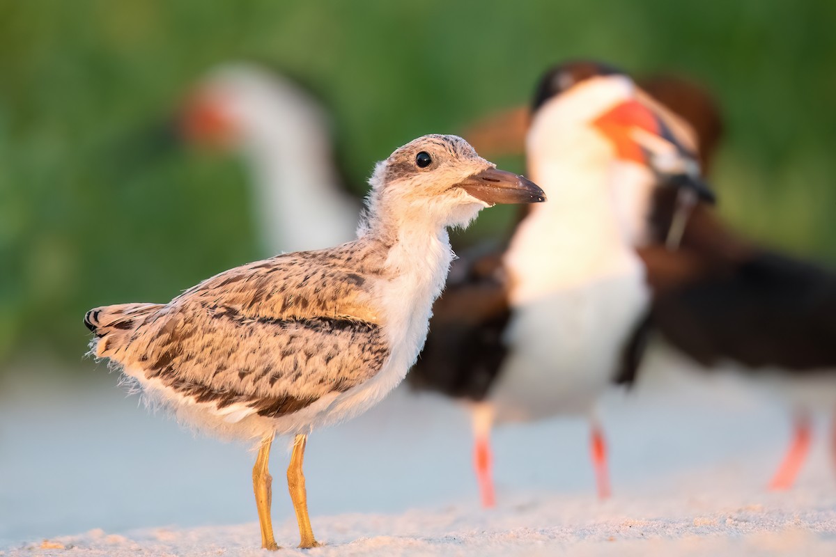 Black Skimmer - Kieran Barlow