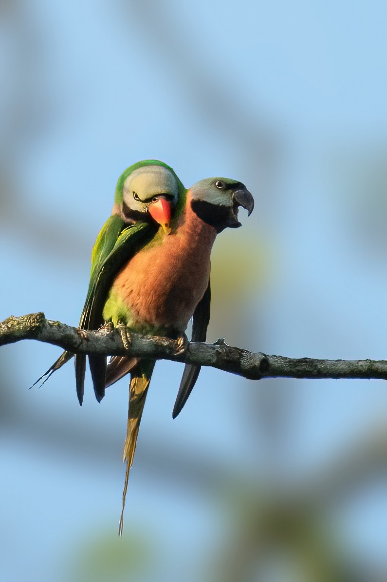 Red-breasted Parakeet - ML598949391