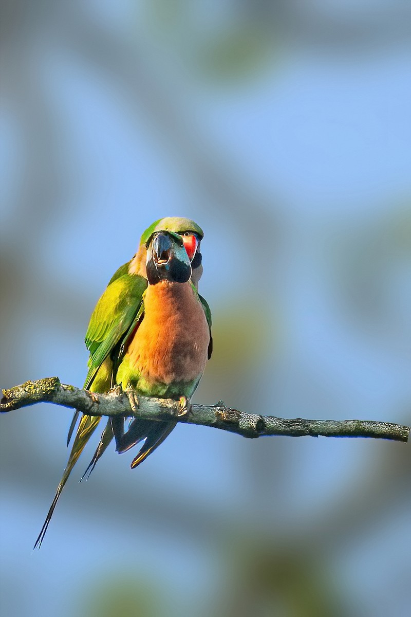 Red-breasted Parakeet - ML598949401