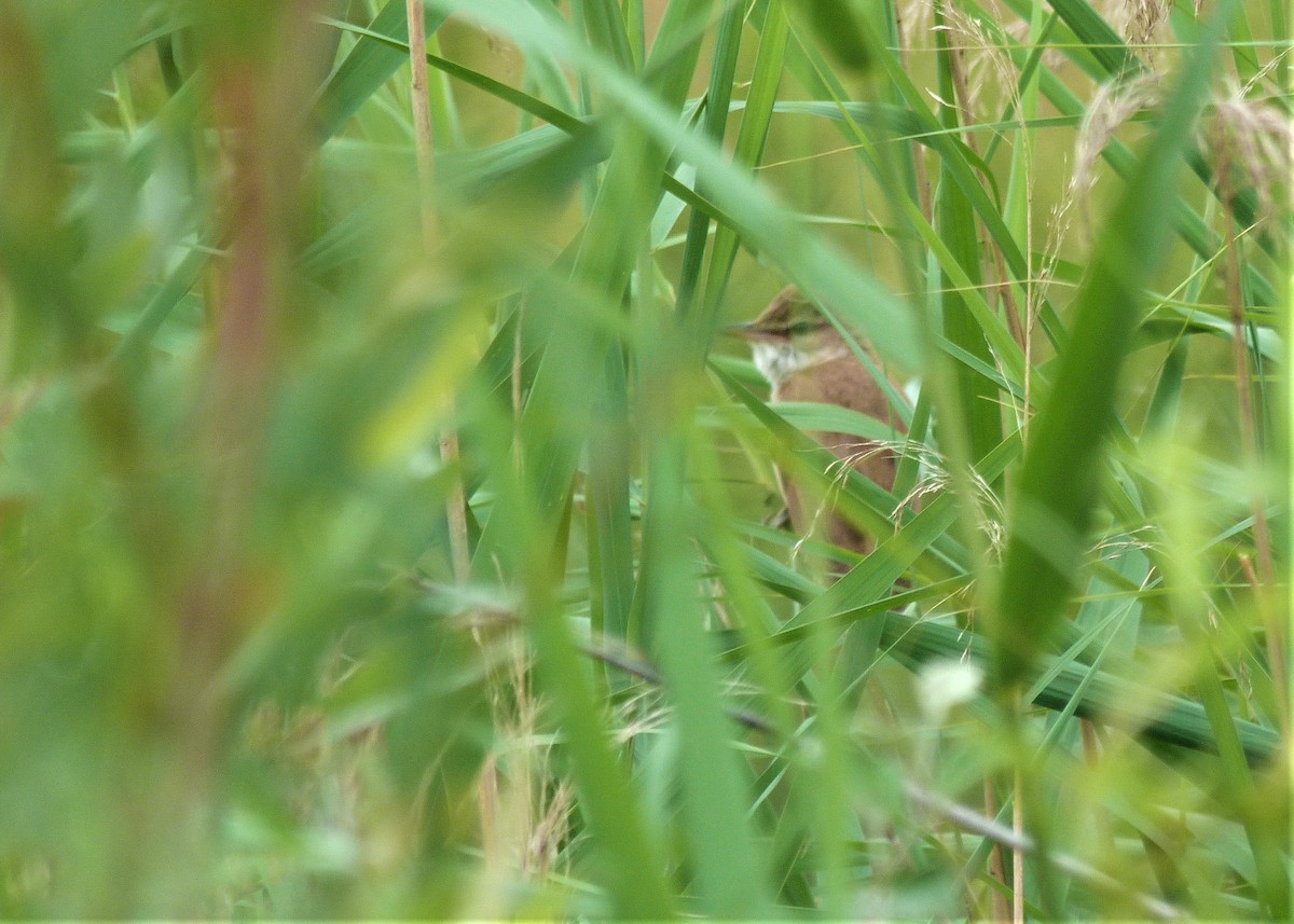 Great Reed Warbler - ML598949481