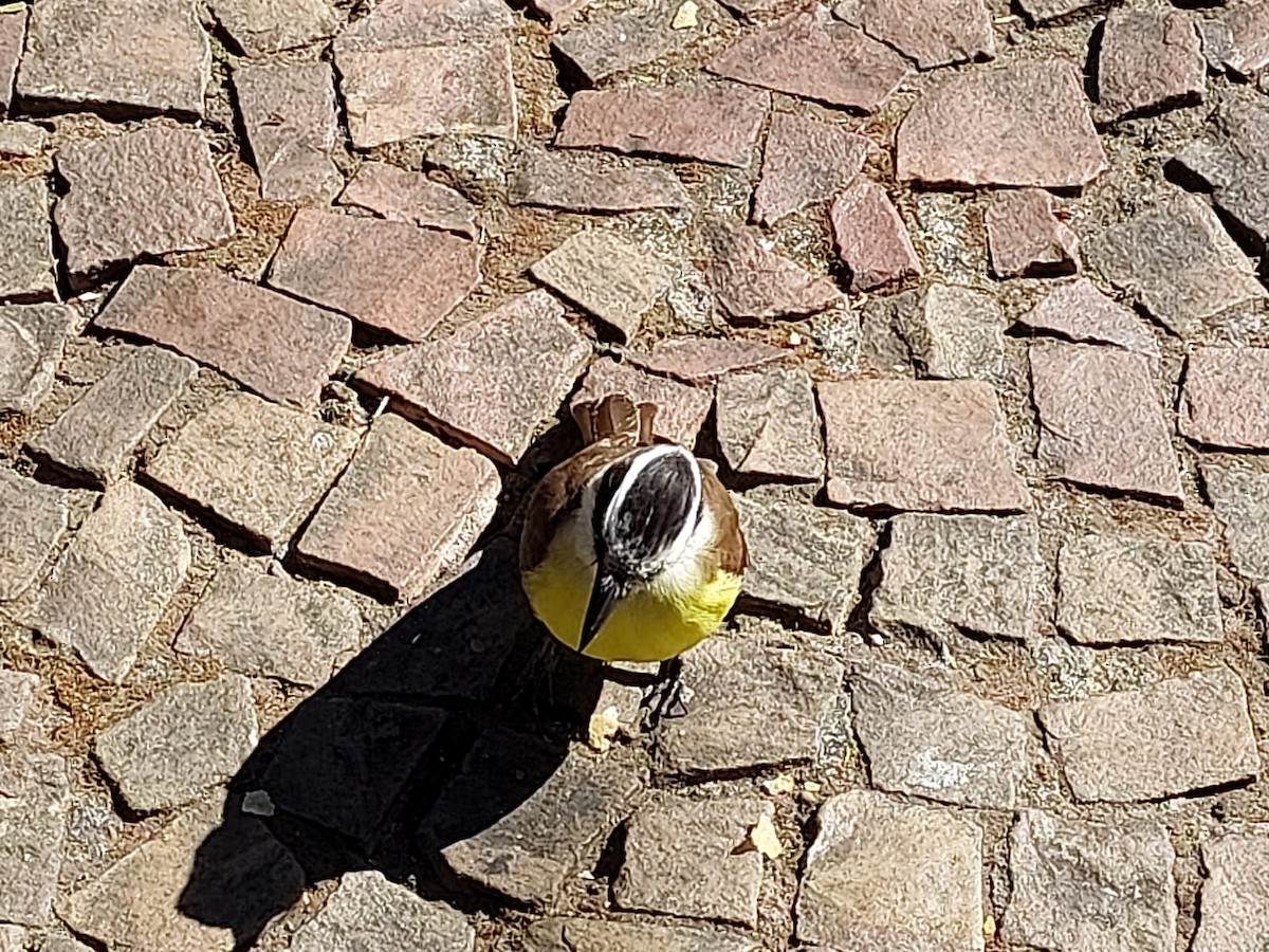 Great Kiskadee - ML598949491