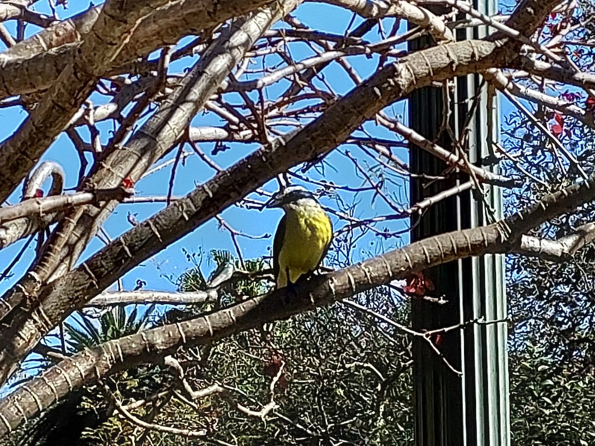 Great Kiskadee - ML598949501