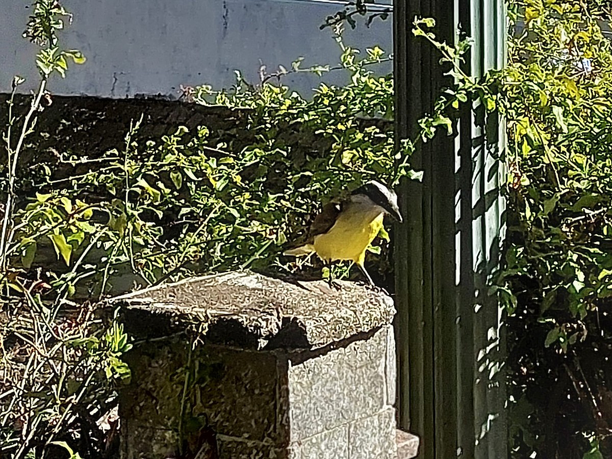 Great Kiskadee - ML598949511