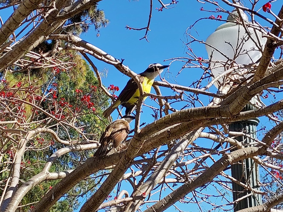 Great Kiskadee - ML598949521