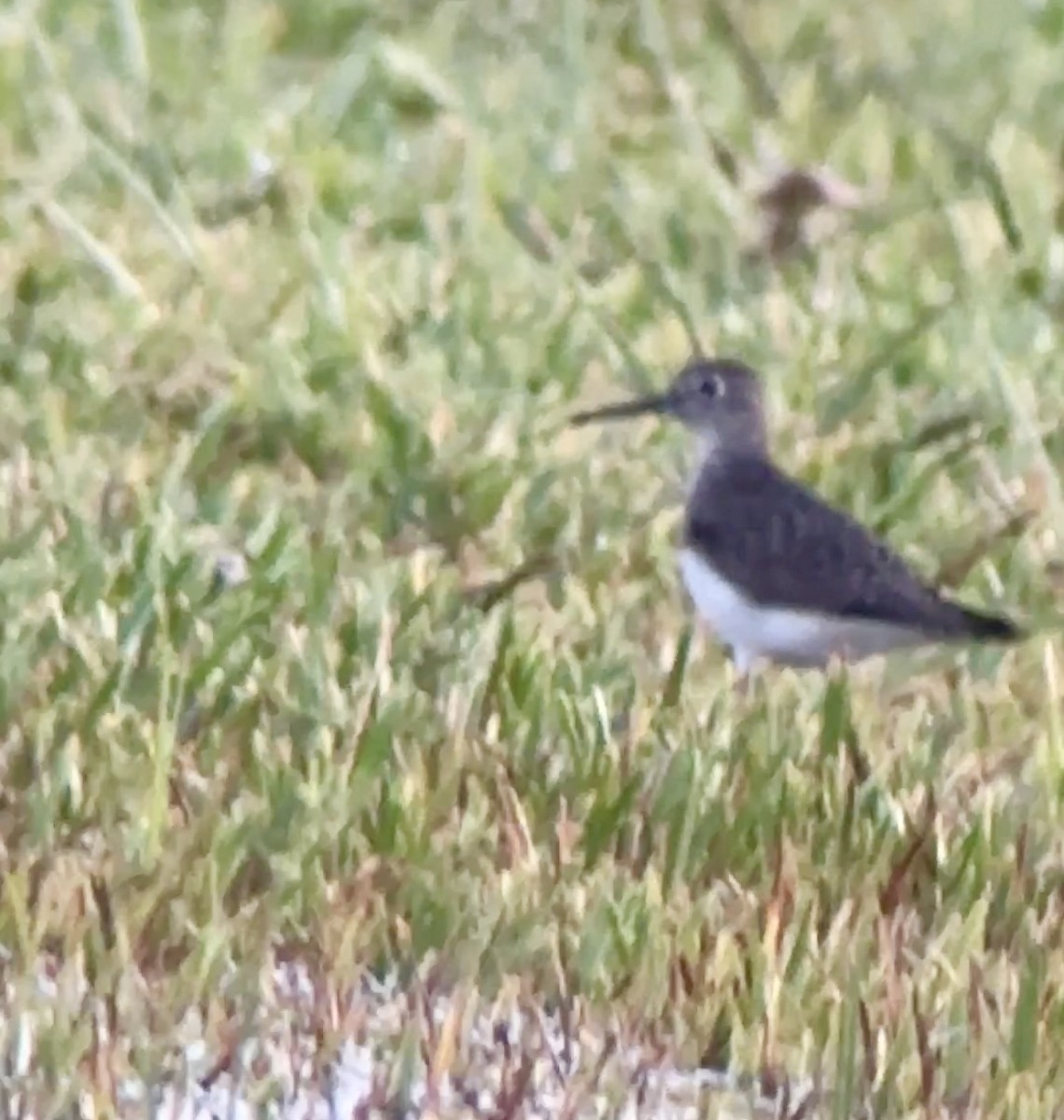 Solitary Sandpiper - ML598949701