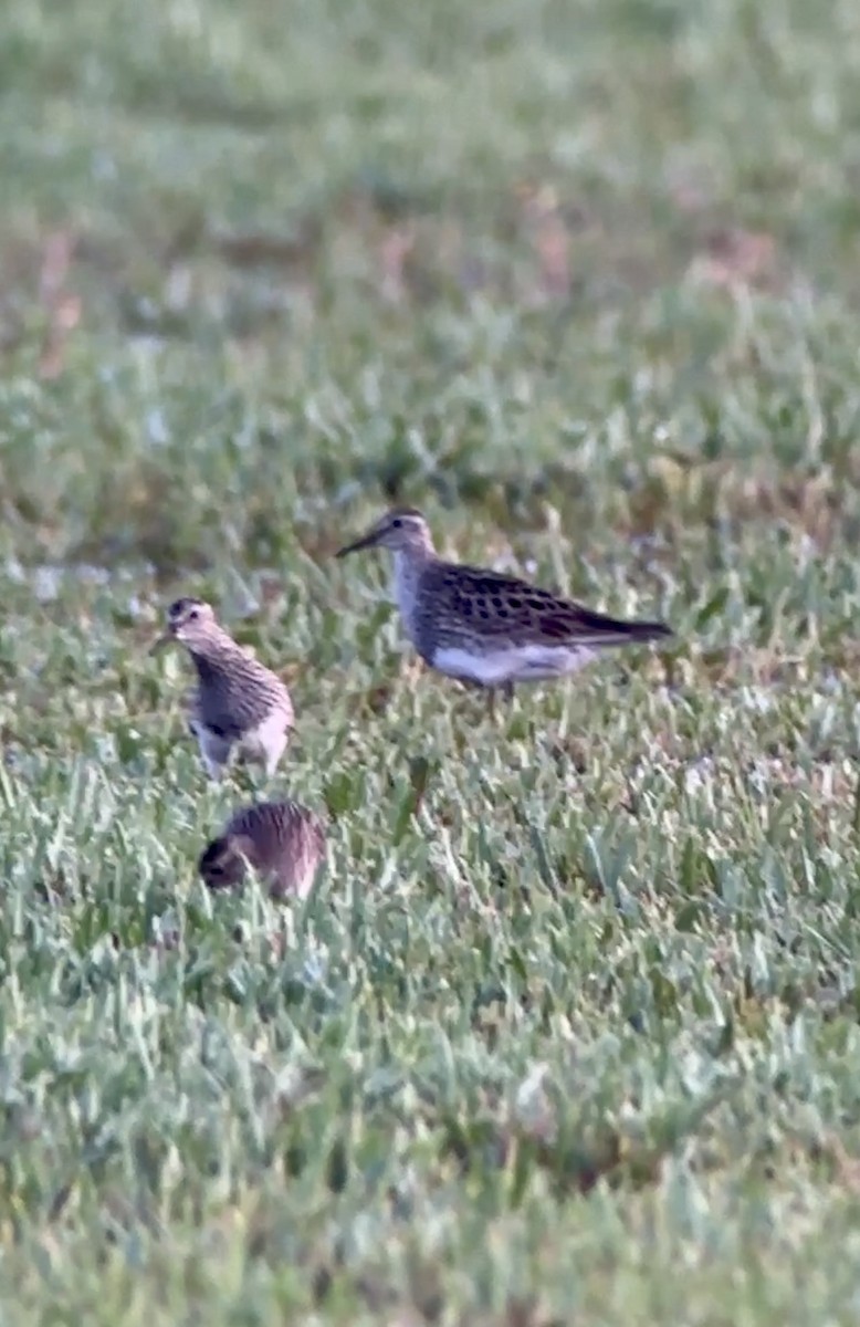 Pectoral Sandpiper - ML598949741